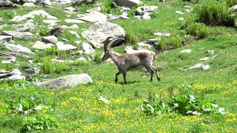 Alpine ibex walking across a rocky alpine meadow with yellow wildflowers Stock Footage 340200507