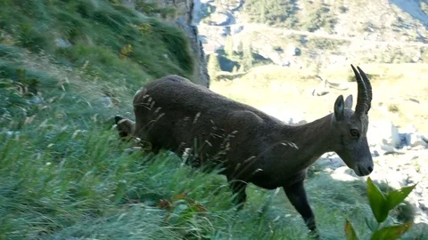 Alpine ibex walking. Stock Footage 79652938