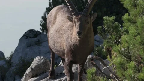 Alpine Ibex walking towards me in Bavarian alps 스톡 동영상 252671609