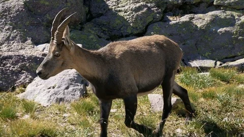 Alpine ibex walks on the rocks. Stock Footage 79654402