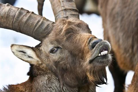 Alpine ibex(Capra ibex) smiling (really it is whistling or blowing). Stock Photos