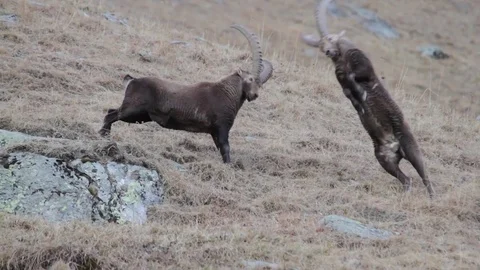 Alpine ibexes epic fight in the wild Stock Footage