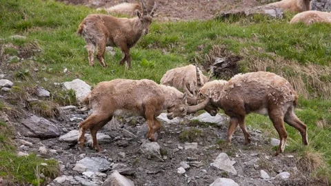 Alpine ibexes fights in the wild at springtime, wild goats, wildlife scenery Video stock 90218307