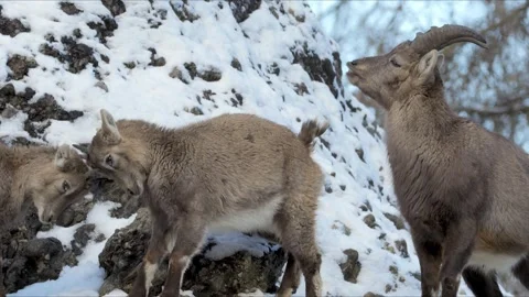 Alpine Ibexes Playing on Snow-Covered Rocks – Cinematic Wildlife 8K Stock-Footage 320190052