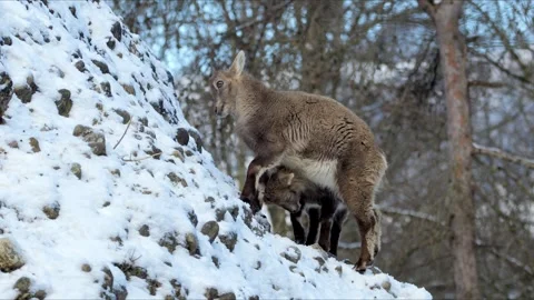 Alpine Ibexes on Snowy Cliffs – 8K Cinematic Wildlife Stockbeeldmateriaal 320190039