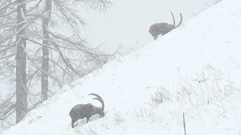 Alpine ibexes under snowstorm (Capra ibex) Stock Footage 235980616