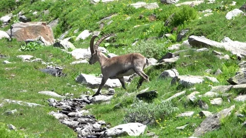 Alpine ibexes walking across a rocky mountain meadow Stock Footage 340201307