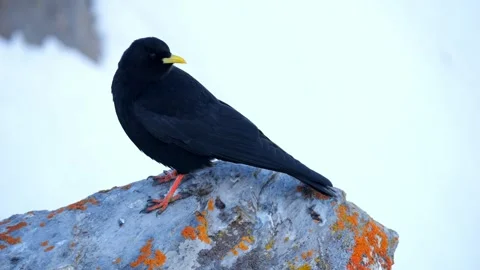 Alpine Jackdaw Close-Up on Lichen-Covered Rocks – 4K Stock-Footage 320170349