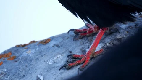 Alpine Jackdaw Feet Close-Up on Lichen-Covered Rocks – 4K Stock-Footage 320170344