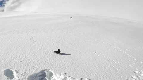 Alpine jackdaw runs on white snow in the mountains Stock Footage 330554560