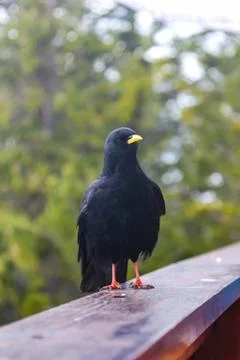 Alpine jackdaws sit on the railing of the terrace of the restaurant near the  Foto stock