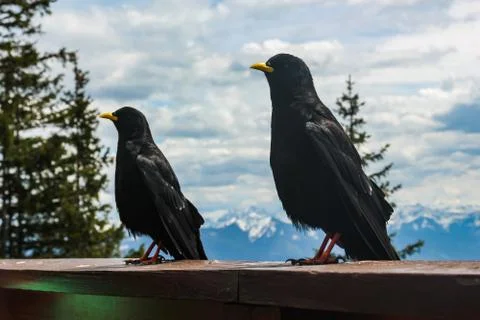 Alpine jackdaws sit on the railing of the terrace of the restaurant near the  Stock Photos