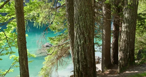 Alpine lake water flowing through lush forest trees Stock Footage 340790014