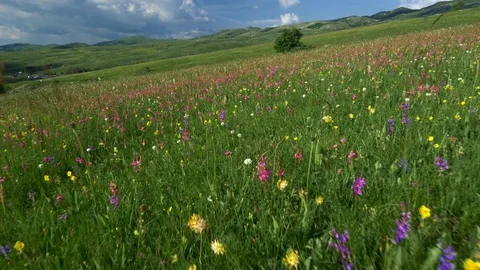 Alpine landscape. Camera moving through alpine meadow. Steadicam shot. 4K, UHD Stock Footage 84388412