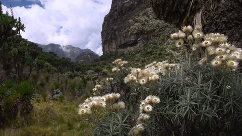 Alpine landscape of flowers, cliffs and mountains. Stock Footage 119343601