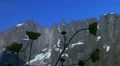 Alpine landscape Video HD