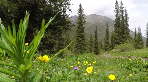 Alpine landscape 動画素材 54579725