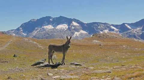 Alpine landscape with mule 4k Video stock 41635962