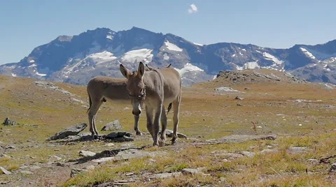 Alpine landscape with mules slow motion 動画素材 41639584