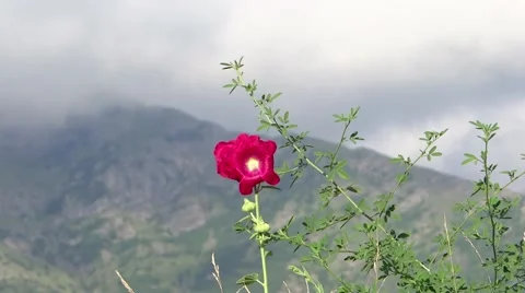 Alpine landscape with red flower Video stock 41193552