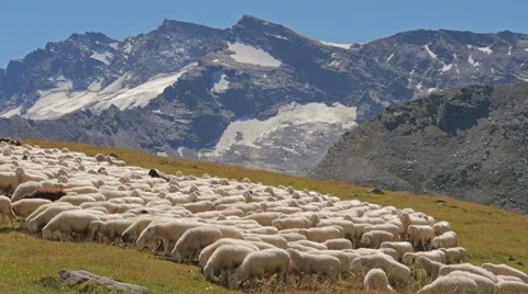 Alpine landscape with sheep flock 4k 库存影片 41617257