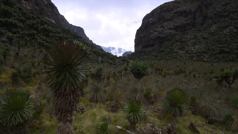 Alpine landscape with slight horizontal track with tree in foreground Stock Footage 119348617