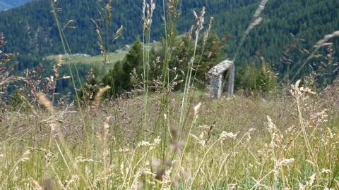 Alpine landscape in summer in Valtellina. Stock Footage 79579953