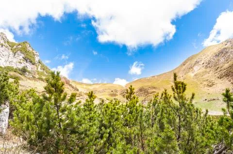 Alpine landscape with trees Stock-Fotos