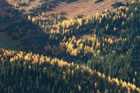 Alpine larch trees Stock Photos