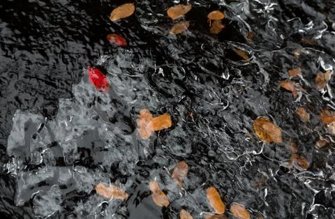Alpine Leaf in Ice Stock Photos