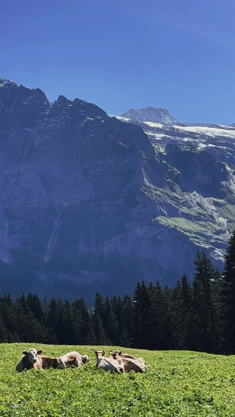Alpine Livestock and Mountain Backdrop Stock Footage 329250488