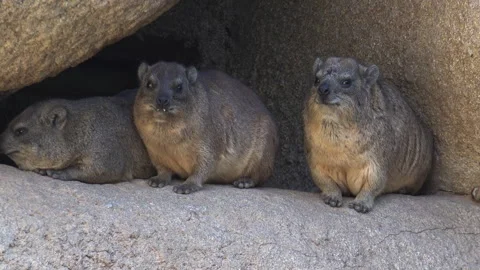 The Alpine marmot are very defensive against intruders Stock Footage 306576933