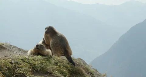 Alpine marmot arguing with another Stock Footage 138986853