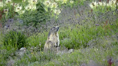 Alpine marmot Video stock 33551123