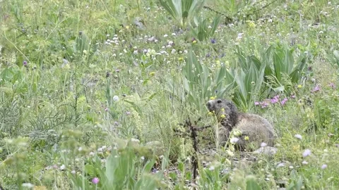 Alpine marmot Video stock 254696922