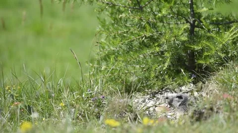 Alpine marmot Video stock 254696928