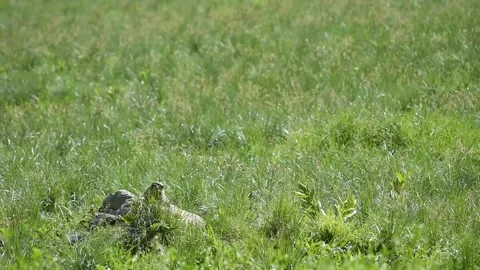 Alpine marmot Video stock 254696929