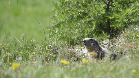 Alpine marmot Video stock 254696930