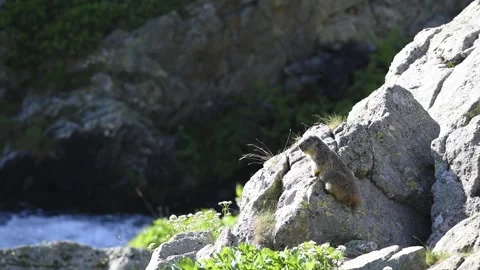 Alpine marmot Video stock 254696931