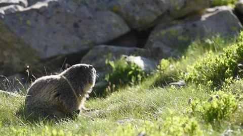 Alpine marmot Video stock 254696932