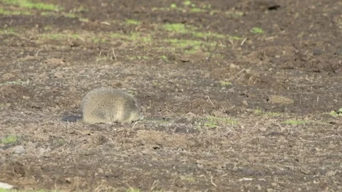 An alpine marmot Video stock 255577982