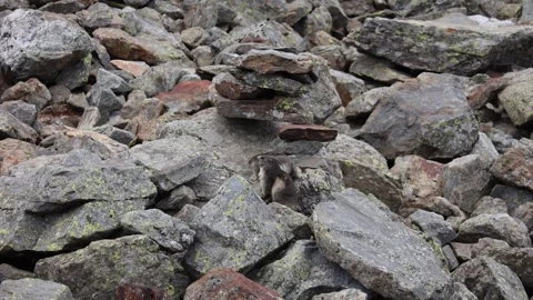 Alpine marmot Stock Footage 277076577