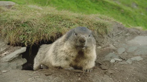Alpine marmot looking at camera then going back to its nest, Europe Vídeo Stock 139823399