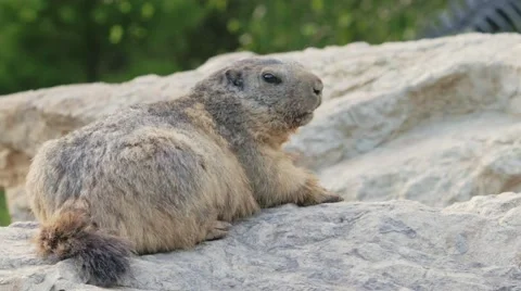 Alpine marmot lying on the stone Video stock 65776883