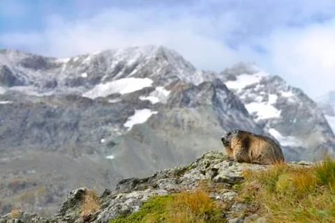 Alpine marmot Marmota marmota Kaiser Franz Josefs Hohe High Tauern National Stock Photos