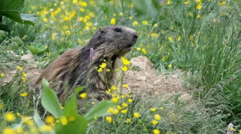 Alpine marmot (Marmota marmota) launching the alarm whistle. Stock Footage