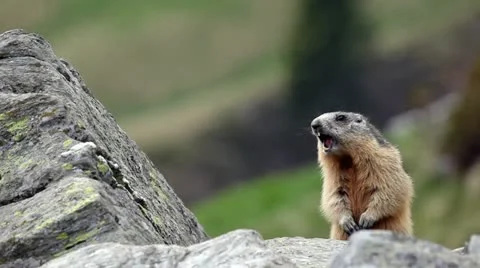 Alpine marmot (Marmota marmota) launching the alarm whistle. Stock Footage