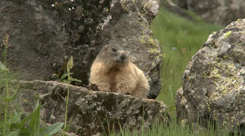 Alpine marmot in natural environment Stock Footage