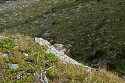Alpine marmot Stock Photos