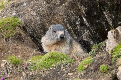 Alpine marmot Stock Photos